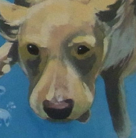 Dogs in Water